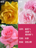 Rose seedlings Yunnan Rose Potted Plant Slap Four Seasons Blossoming Old Piles and Fragrant Fragrant Flower Plant Seedlings