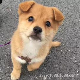 狗;狗狗干粮;服务商品