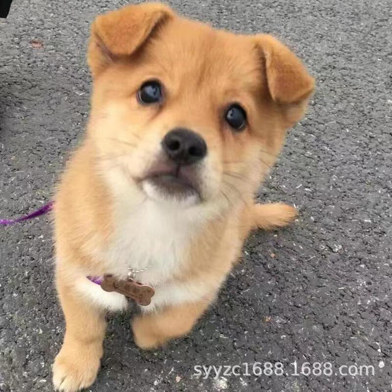 Chinese Pastoral Dog, Native Dog, Puppy, Puppy, Small Yellow Dog, Black Dog, House Dog, Easy to Feed, Dog Pet, Lively