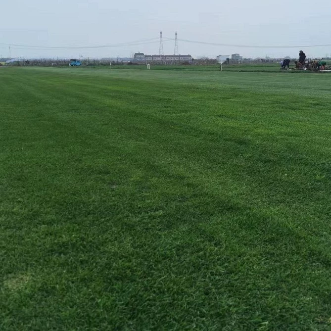 Оптовая база: газонная трава Бермуды, трава «собачий зуб», райская трава, фестивей, вечнозеленая трава