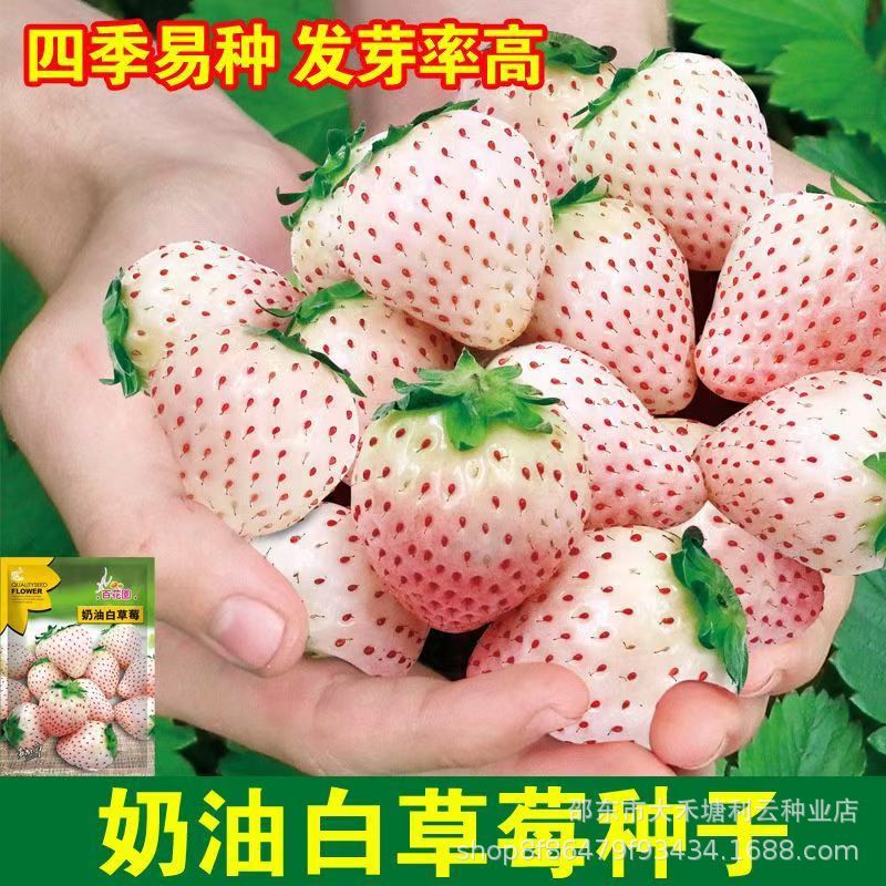 Cream white autumn strawberry
