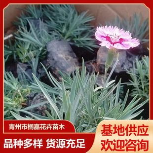 �ر��ʺ�ʯ���ƺ�绨�� ���Դ������~���Դ������~���\���ع���