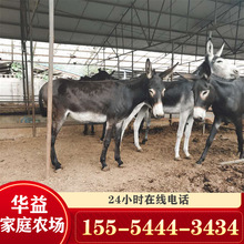 肉驴活体出售多少钱一头 景区宠物小毛驴多少钱哪里有卖小驴苗的