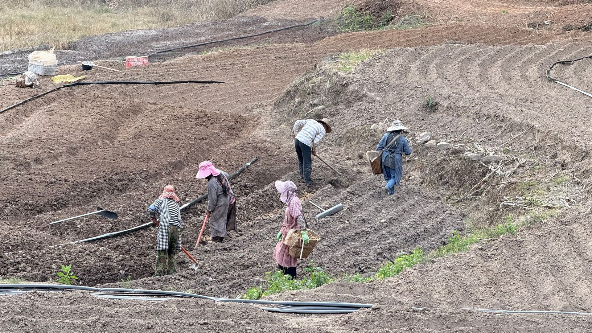 鱼腥草种植2 (15).jpg