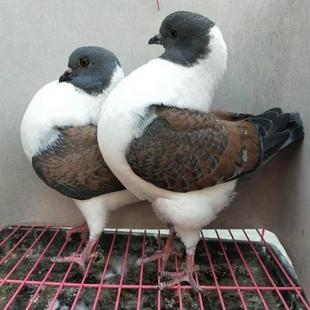 ����Ԫ����һ��һĸ���w�^�p���������ͷN�����������N���������