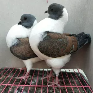 [正宗元宝鸽一公一母活体观赏鸽肉鸽巨型种鸽青年鸽纯种落地王鸽子]