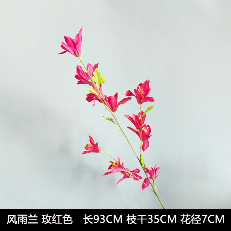 바람과 비 난초