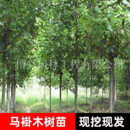 基地马褂木树苗四季种植乔木道路移栽行道风景树工程绿化鹅掌揪树