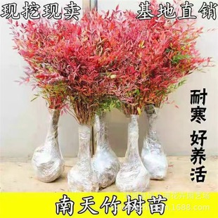 ����������҃�����ֲ�����t��������ͥԺ�ͺ��G��С���ļ����B