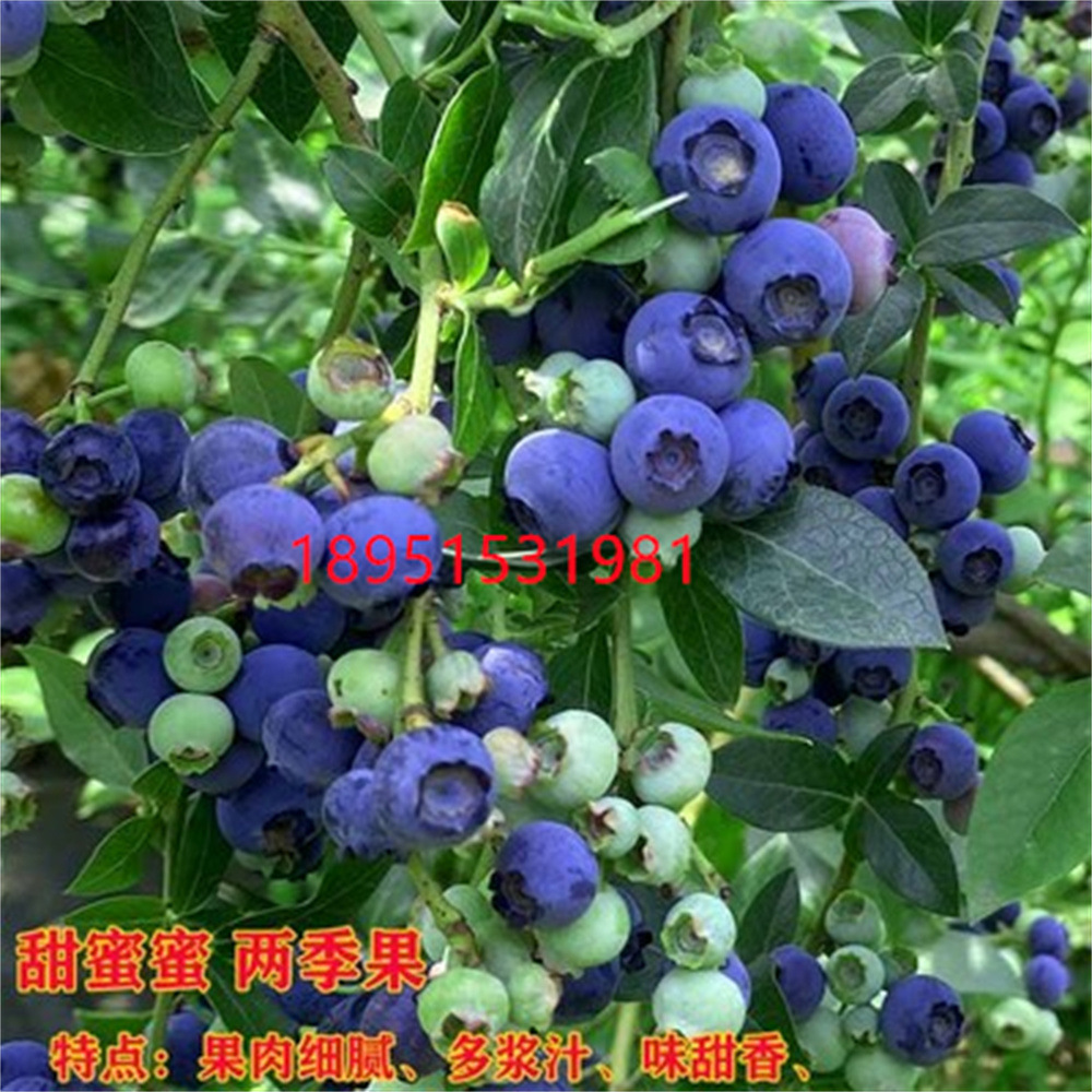 O1CN016sZr2O2GM3Js05rcl_!!2212