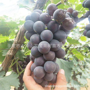 𮃞һ̖������ɽ�|ƽ�ȴ��ɽ�������l��Ʒ�N���ј���r��͸߮a