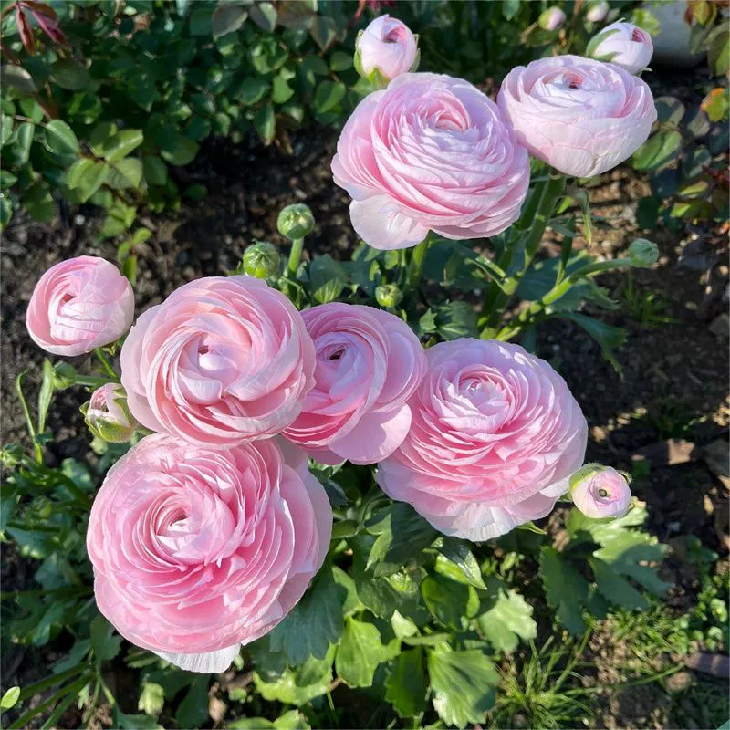 [Большие цветы и супер аромат] Импортный цветок с двойными лепестками, репейник, цветок пион в горшке, балкон, двор, холодостойкий и термостойкий четырехсезонный цветочный горшок