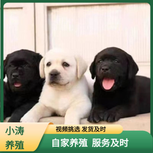 ���N����������w��Ȯ����Ȯ���ﹷ��ɫ����ɫ�̹�����Ȯ�ɐ�