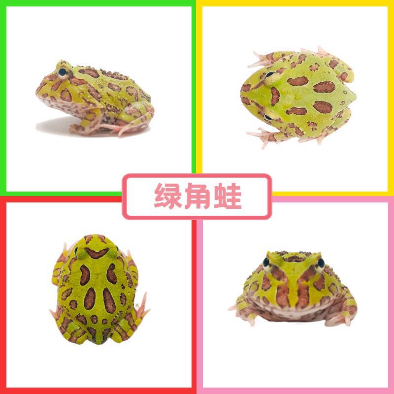 녹색뿔개구리 1마리 2-약 3cm (선물 없음)