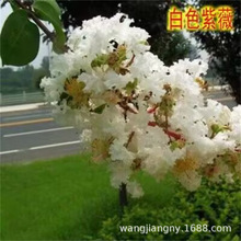 紫薇花瓶造型树苗盆栽地栽红花红紫薇树庭院花卉绿化工程苗