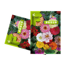 批发多彩百日草种子四季易种盆栽庭院花海野花组合草花种子混色