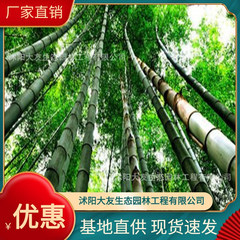 Базовые Оптовые саженцы бамбука собственного производства Phyllostachys pubescens живописные места ландшафтный дизайн дорога садовая техника озеленение саженцев