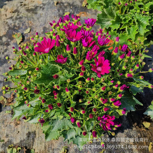 ���~�����Ԏ��������[�����F�ջ����̨ͥԺ���̻����_�������ɫ