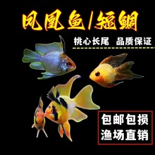 �^�p�~�Ꭷ�~�����~���ӌ��{���m��늹����˲�ȹ�����P���~���]