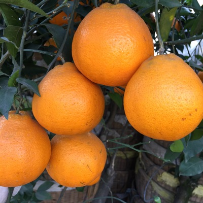 On behalf of Sichuan Province Meishan danling Orchard fresh Spring sees harrow and orange Fresh fruit wholesale