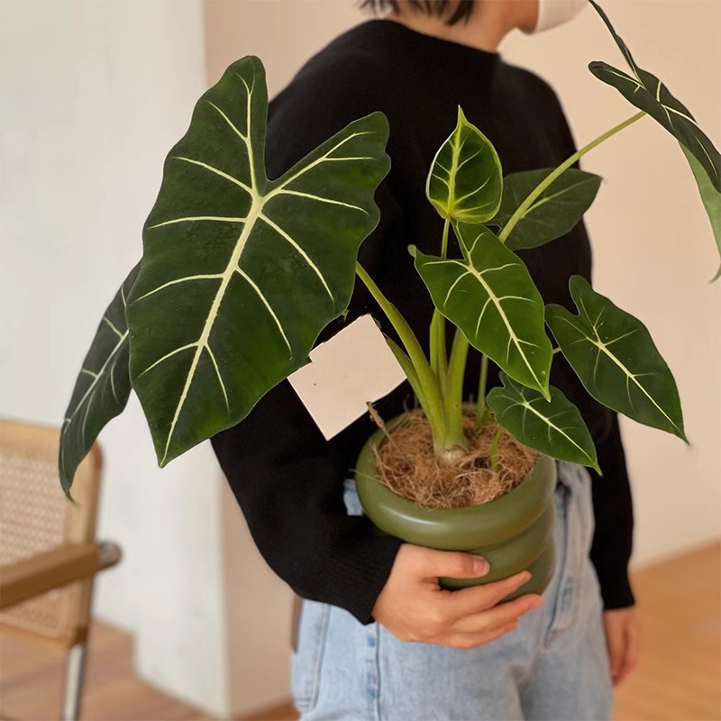 Green Swan Alocasia Velvet Arrowroot Green Plant Potted Indoor…