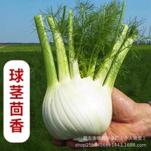 ���o����N�ӽY��С������С�~����N��ԭ�b�ļ��߲˷N�Ӵ�ȫ���l