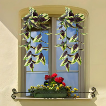 ������~��35Ŀ�߲����ֲ������KͥԺ�ڒ�Ғ쾰�^�Gɫֲ���b�