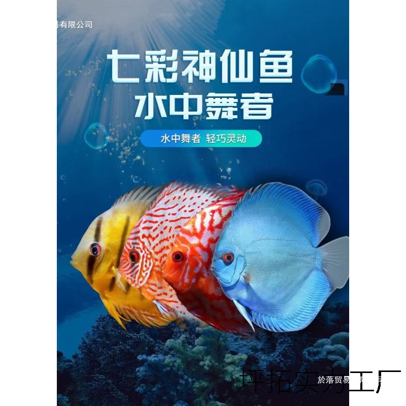 七彩鱼热带鱼观赏鱼虎纹德松天子蓝红妃豹点 2-10厘