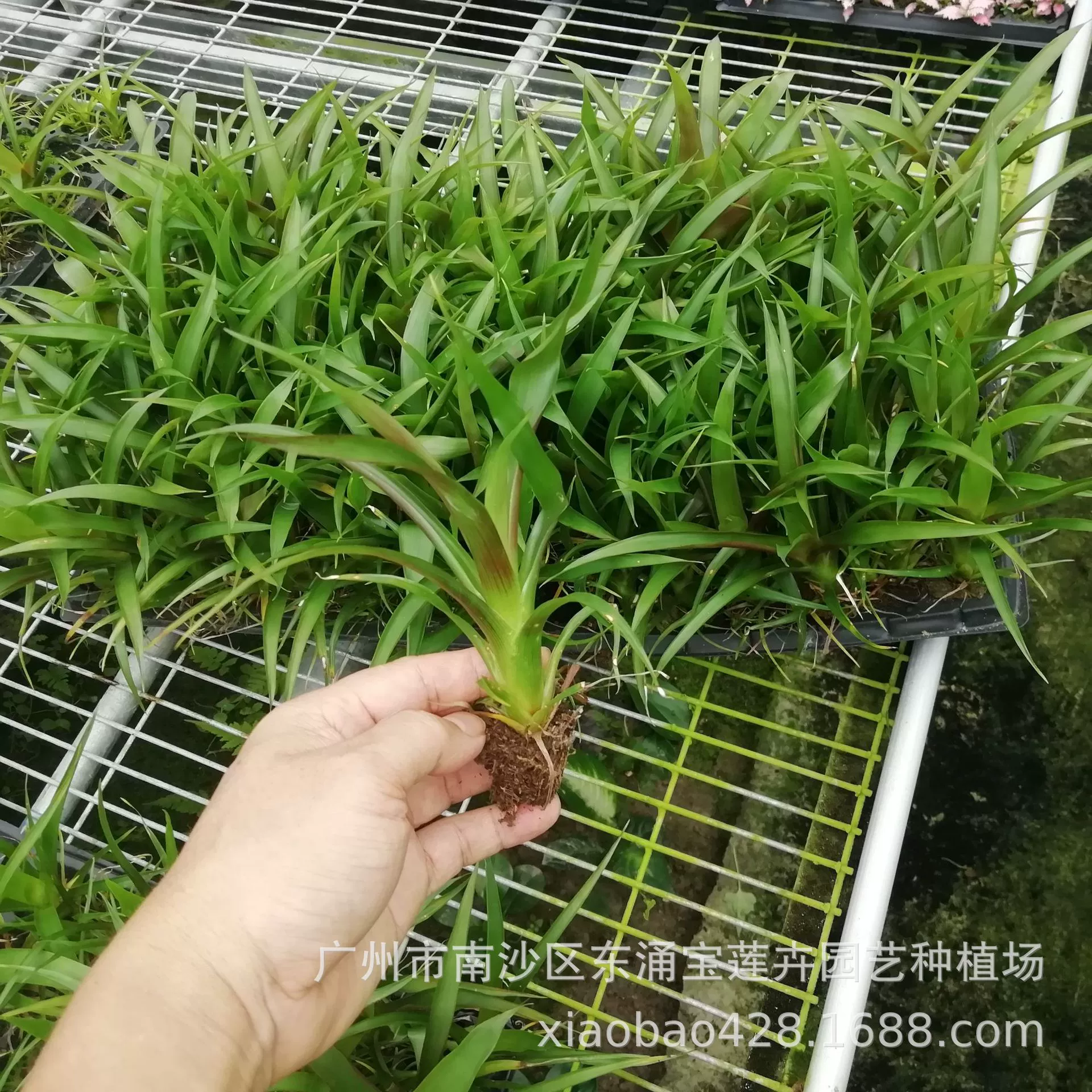 Производители источника оптовые поставки офисного дома зеленая Бромелия красивые факел саженцы цветочные семена оптом