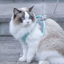 猫咪牵引绳可调节溜猫牵引绳猫绳子猫牵引防挣脱外出专用猫绳背带