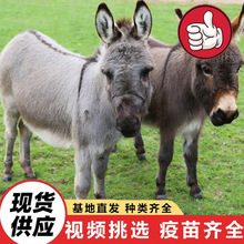 公园景区散养观赏毛驴活体 家养宠物温顺小毛驴 农家乐推磨毛驴