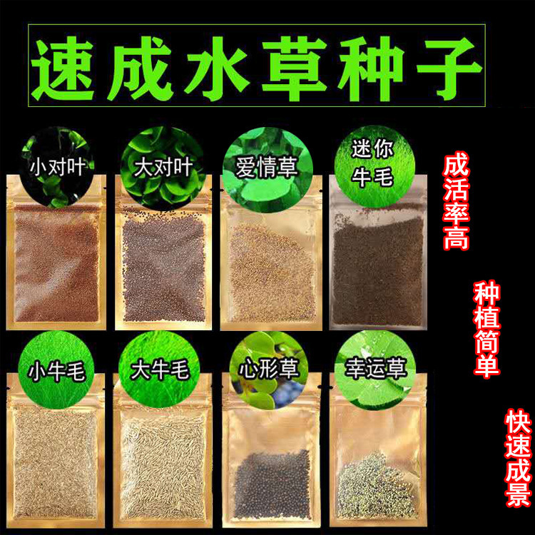 Mini Pair of Leaves Wholesale Foreground Grass Big Leaf Pearl Water Grass Seeds Fish Tank Landscaping Decoration Cow Hair Grass Seeds in Stock