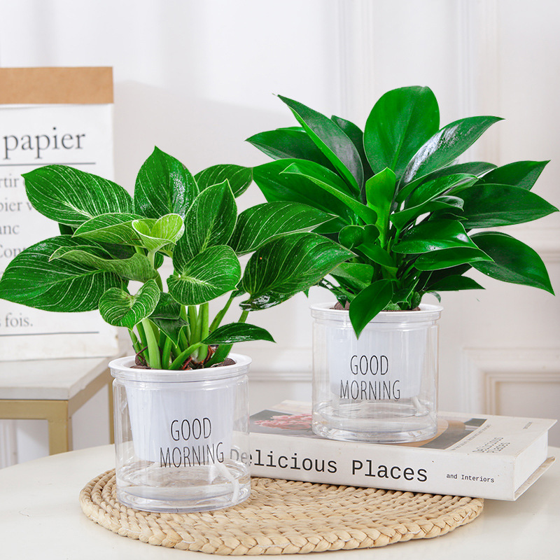 [손실보상] 백금다이아몬드 + 골든다이아몬드(굿모닝 세면대) + 영양액