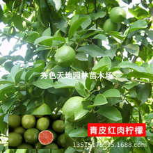 ļˮʘ烞˼tˮͥԺNֲY