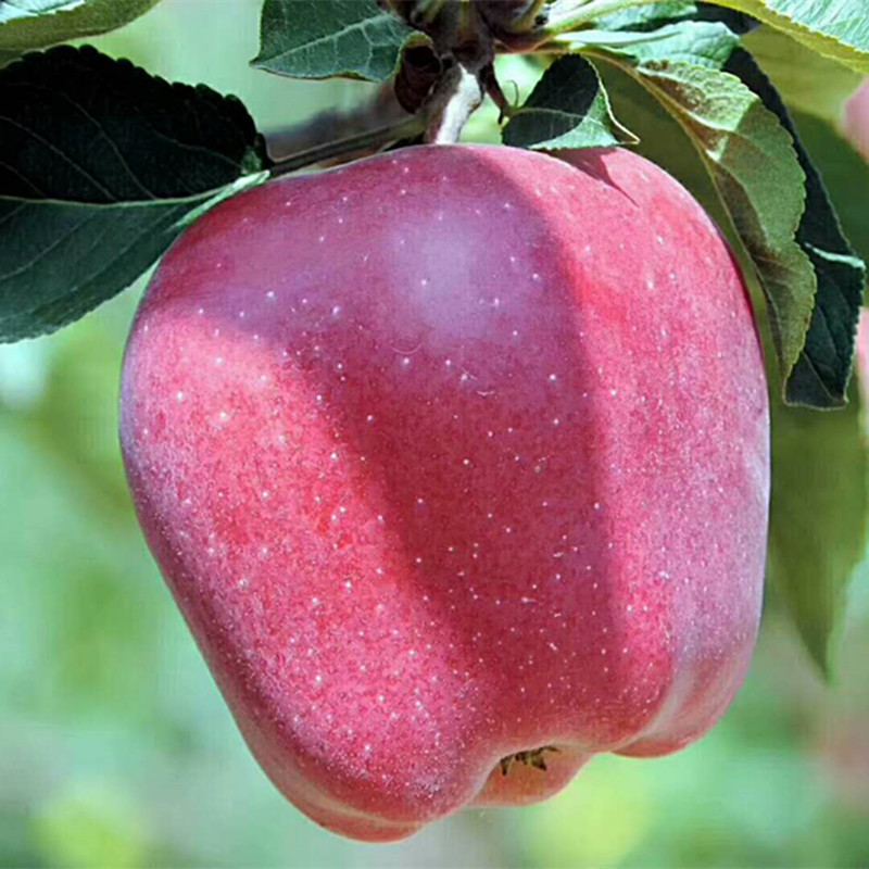 [Gansu Tianshui Huaniu Apple] Domestic Snake Fruit Baby Food Complementary Food Non-Red Fuji 5kg Fresh Fruit Delivery