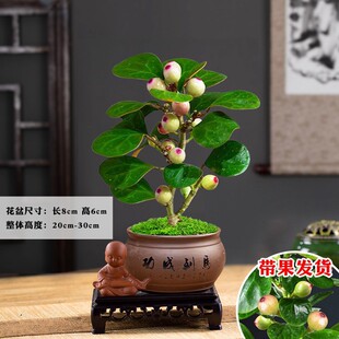 ������辰С������������ʽ�U��С�����҃��^���Gֲ����΢�辰�^