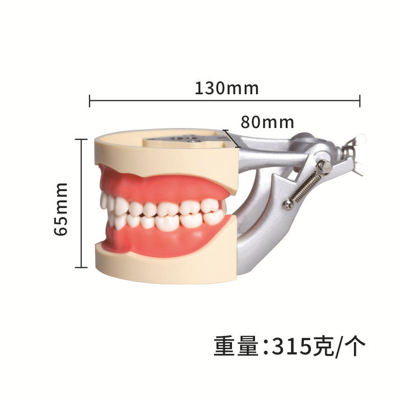 32 modelos dentales de soporte de mandíbula larga, modelos de ejercicios dentales, modelos desmontables de boca completa, modelos orales dentales