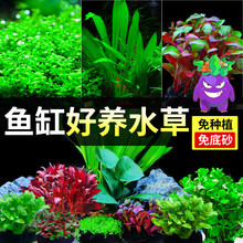 水草植物鱼缸真草造景生态全套摆件养鱼增氧铺底阴性水培绿植代发