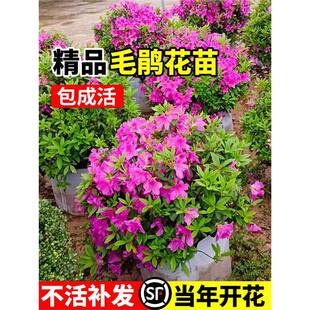 ë���N�ľ�ë�N����ͥԺ��Ʒӳɽ�të����繤�̾G����ľ�ļ�ֲ��