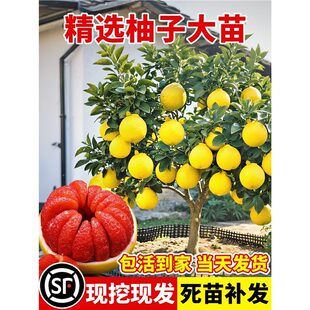 ����ɳ���֘���t�����ּt��ʯ�޽����Թ������F�ڬF�l�ļ��ɷN