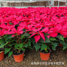 一品红杯苗盆栽供应  多个花头国庆节日租摆用花一品红绿化用苗