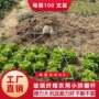 农用保温拱棚玻璃纤维杆