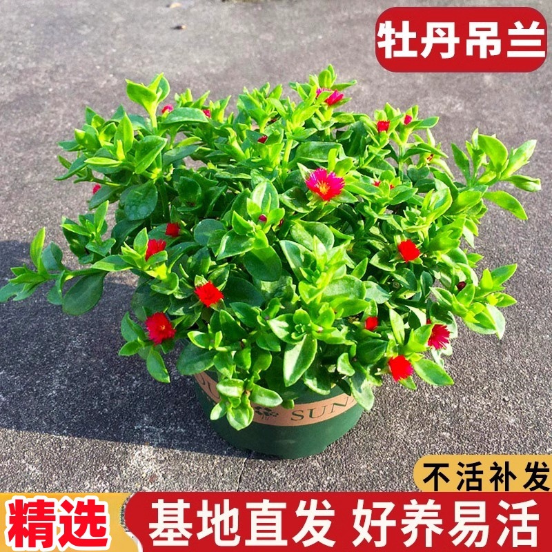 牡丹吊兰带花苞盆栽花苗垂吊植物四季开花常青吸甲醛绿植室内阳台