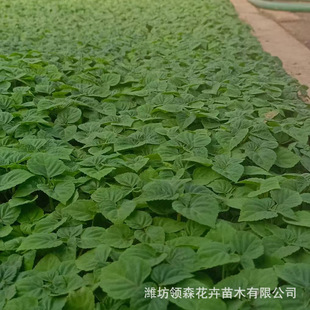 Chuanhong Plug Seedlings, High-Quality Flower and Grass Supply, Seasonal Grass and Flower Community Park Rental, Balcony and Courtyard Greening Wholesale