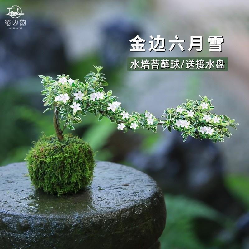 Moss Ball June Snow Bonsai Hydroponic Plant Cliff Shape Mini Micro Landscape Green Plant Indoor Desktop Small Potted Plant