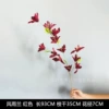 Windy orchid