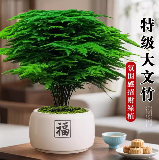 Acanthus bonsai for desktop decoration, office green plant, indoor living room decoration, Chinese Zen-style four-season plant, brings wealth and prosperity to the home Acanthus bonsai for desktop decoration, office green plant, indoor living room decoration, Chinese Zen-style four-season plant, brings wealth and prosperity to the home