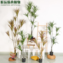 ������Ѫ��Gֲ�辰 ������Ѫ���F��Ҿ��b� ���W�L��ֲ��Ѫ��
