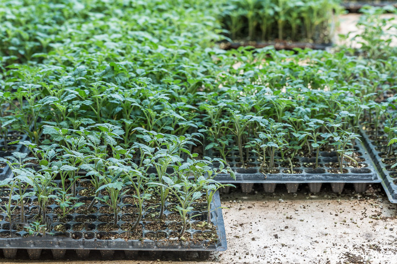 营养土通用种菜花土家用种植土有机土大量批发养花专用多肉泥炭土-阿里巴巴