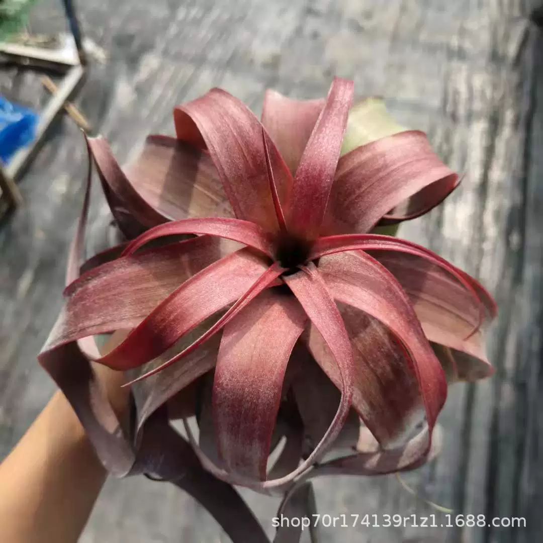 Air Tielanka Orange Roll (Cabi Orange × Электрический рулон) Зеленое растение Балкон Гостиная Декоративная Орхидея Оптовая Продажа с фабрики